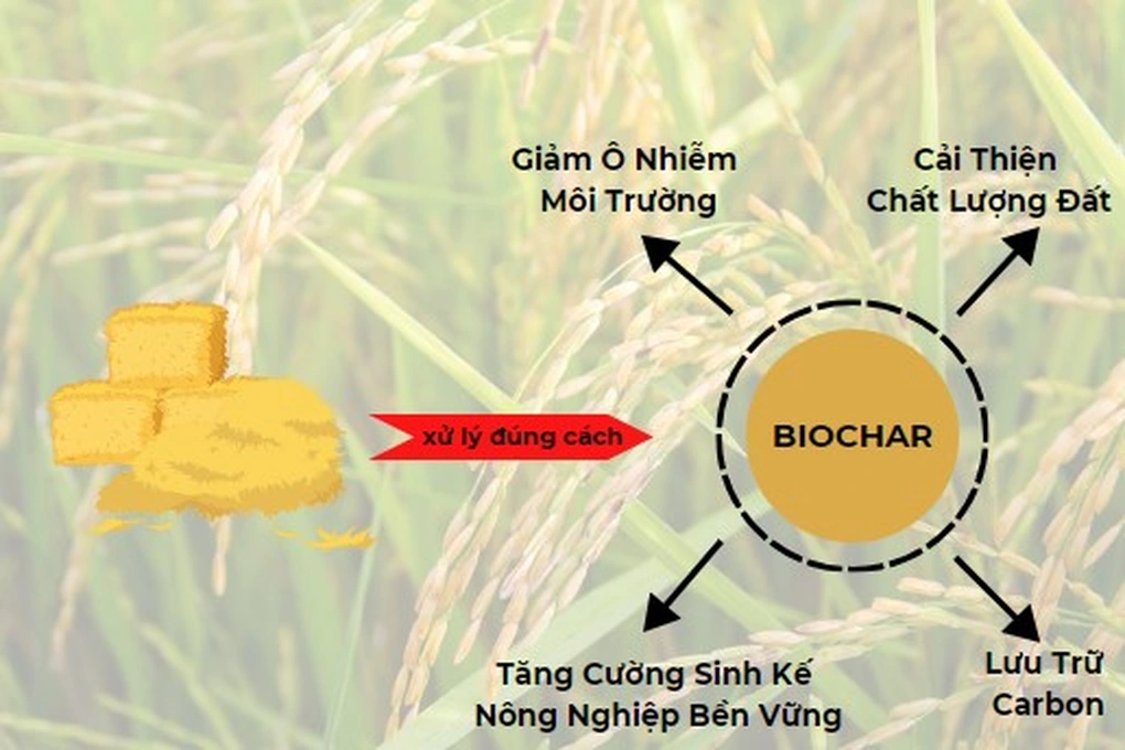 Than sinh học (biochar) trong cải tạo đất ô nhiễm